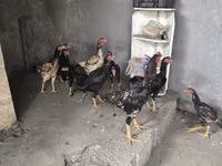 Chickens — फ़ोटो 4