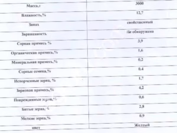 Кукуруза
