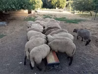 母羊, Tsigai sheep — 照片 3