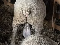 公羊, Ile-de-France sheep — 照片 2