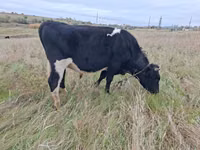 Bulle, Russian Black pied cattle — Foto 1