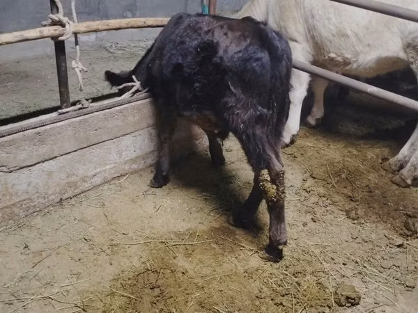 公牛, Cattle
