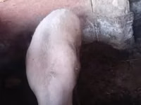 Eber, Schweine — Foto 1