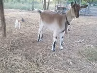 Ямаа, Alpine goat — 6 зураг