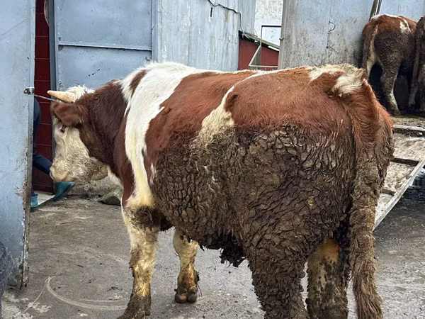 गाय, Simmental cattle