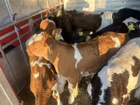 मवेशी (लॉट, लिंग निर्दिष्ट नहीं), Simmental cattle — फ़ोटो 2