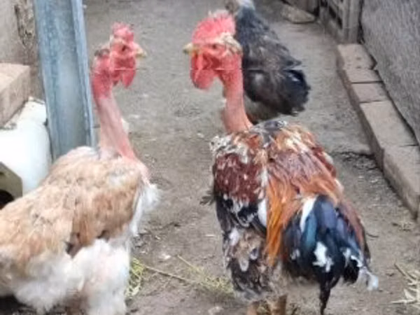 Danish hen