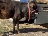 Vaca, Raza Alatau — foto 3