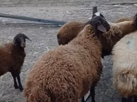 Хуц, Karakul sheep — 3 зураг