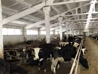 Үнээ, Yaroslavl cattle — 6 зураг