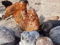 Chickens — photo 4