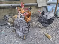 Chickens — फ़ोटो 2