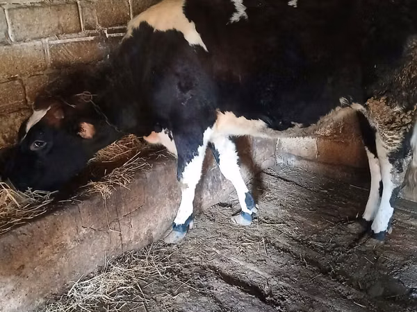Vaca, Raza Holstein
