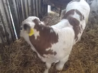 Rinder (Partie, Geschlecht nicht angegeben), Simmental cattle — Foto 3