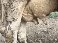 母牛, Holstein breed — 照片 4