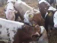 أبقار (دفعة، الجنس غير محدد), Simmental cattle — الصورة 1