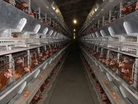 Premixuri pentru păsări şi animale / Премиксы для птиц и животных — 照片 2
