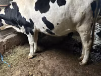 Kuh, Russian Black pied cattle — Foto 3