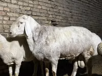 मेढ़ा, Afghan Arabi sheep — फ़ोटो 3