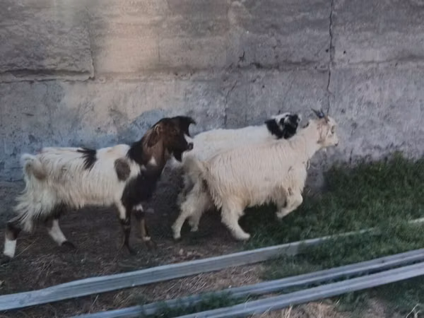 Cabro, Cabras