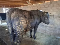 ثور, Swiss cattle — الصورة 5