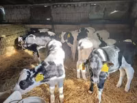 ثور, Russian Black pied cattle — الصورة 1