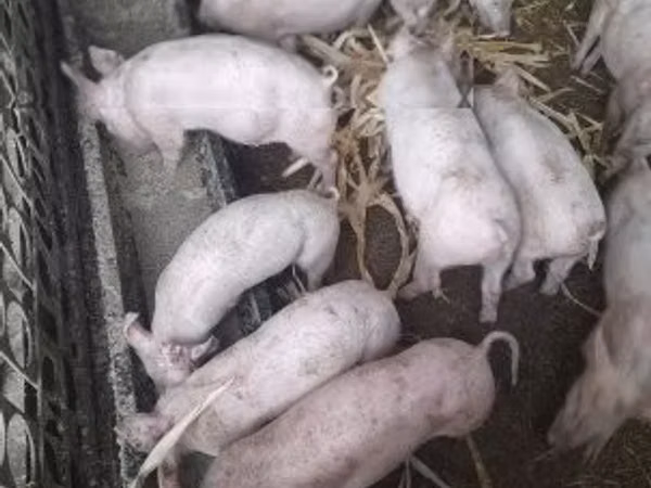猪（批次，未指定性别）, 