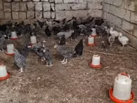 Chickens — Foto 1