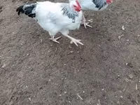 ससेक्स — फ़ोटो 3