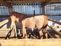 घोड़ी, Horse breed — फ़ोटो 3