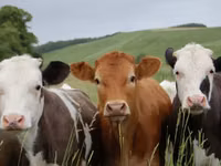 Toro, Swiss cattle — foto 5