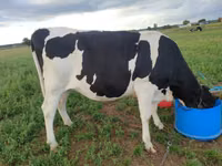 Vaca, Russian Black pied cattle — foto 2