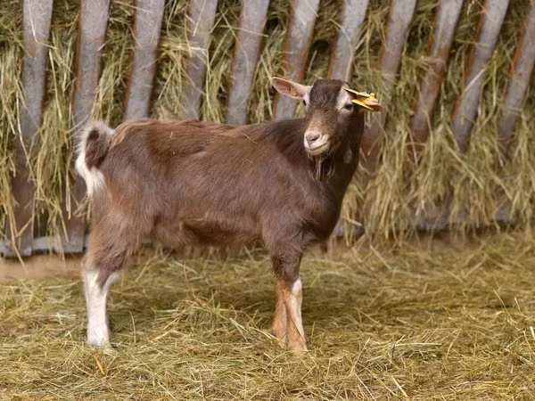 母山羊, Toggenburg goat