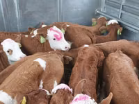 Bulle, Simmental cattle — Foto 2