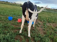 Vaca, Russian Black pied cattle — foto 3
