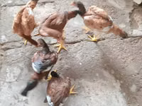 Chickens — Foto 1