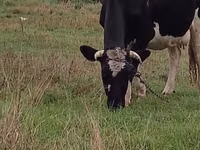 母牛, Russian Black pied cattle — 照片 4