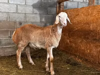 Ram, Rhon sheep — photo 3
