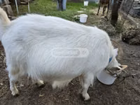 عنزة, Megrelian goat — الصورة 2