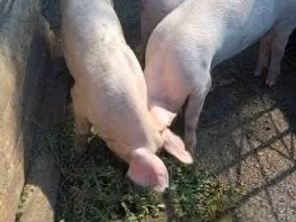 Хряк, Крупная белая