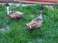 Ducks — Foto 2