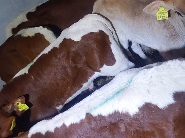 Bulle, Simmental cattle