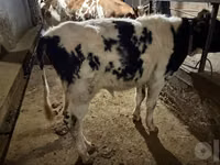 Бух, Russian Black pied cattle — 6 зураг