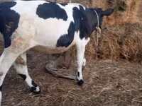 Toro, Russian Black pied cattle — foto 6