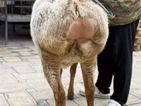 Schaf, Arashan sheep — Foto 6