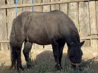 Caballo, Caballos — foto 1