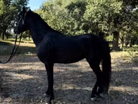 خيول (دفعة، الجنس غير محدد), American shetland pony — الصورة 7