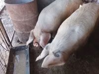 Boar, Pigs — photo 2