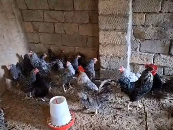 Chickens