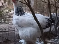 Brahma — foto 2